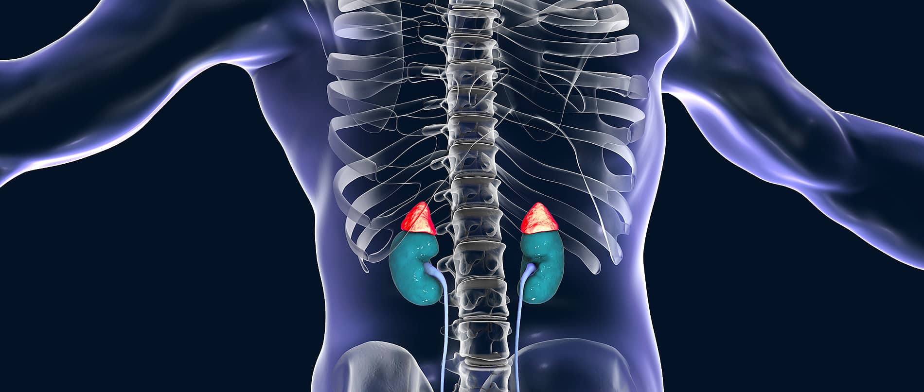 Adrenal Glands